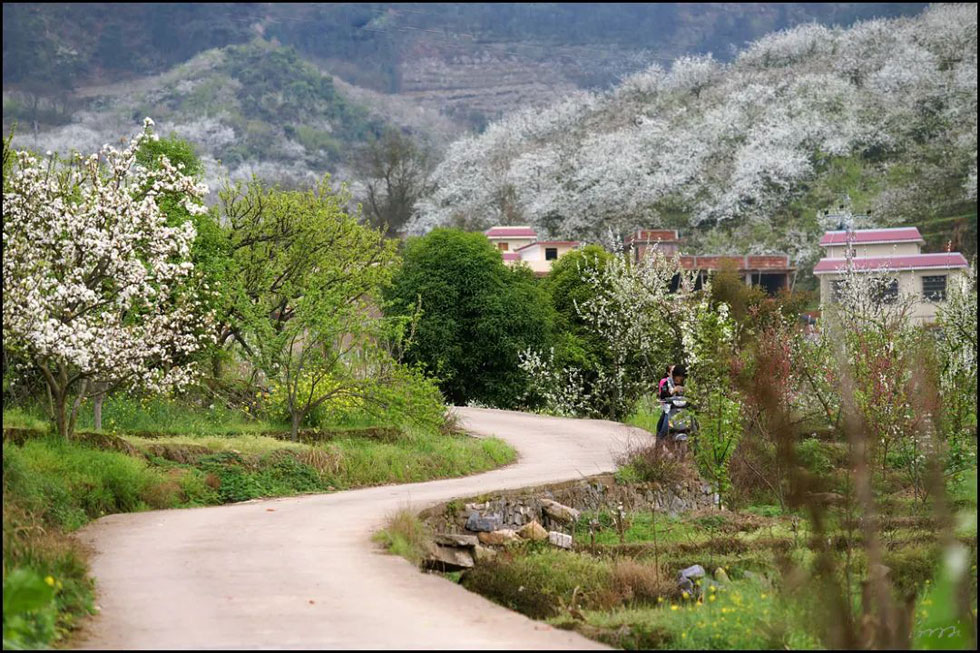 【春天,广西桂林灌阳县向您发出邀请!】我们在灌阳看梨花 - 游山玩水 - 秦皇岛生活社区 - 秦皇岛28生活网 qhd.28life.com
