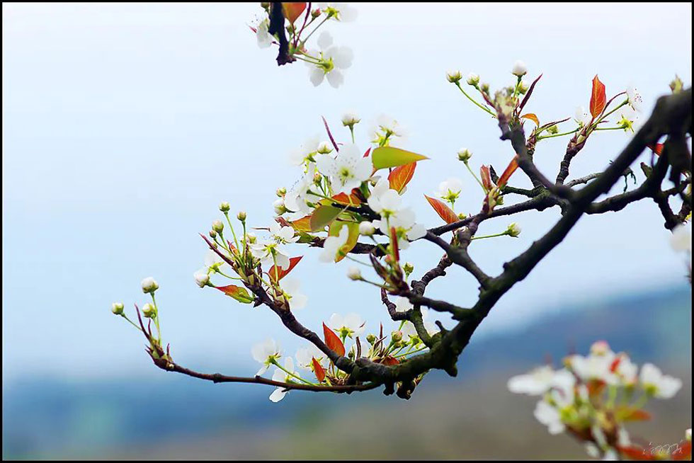 【春天,广西桂林灌阳县向您发出邀请!】我们在灌阳看梨花 - 游山玩水 - 秦皇岛生活社区 - 秦皇岛28生活网 qhd.28life.com