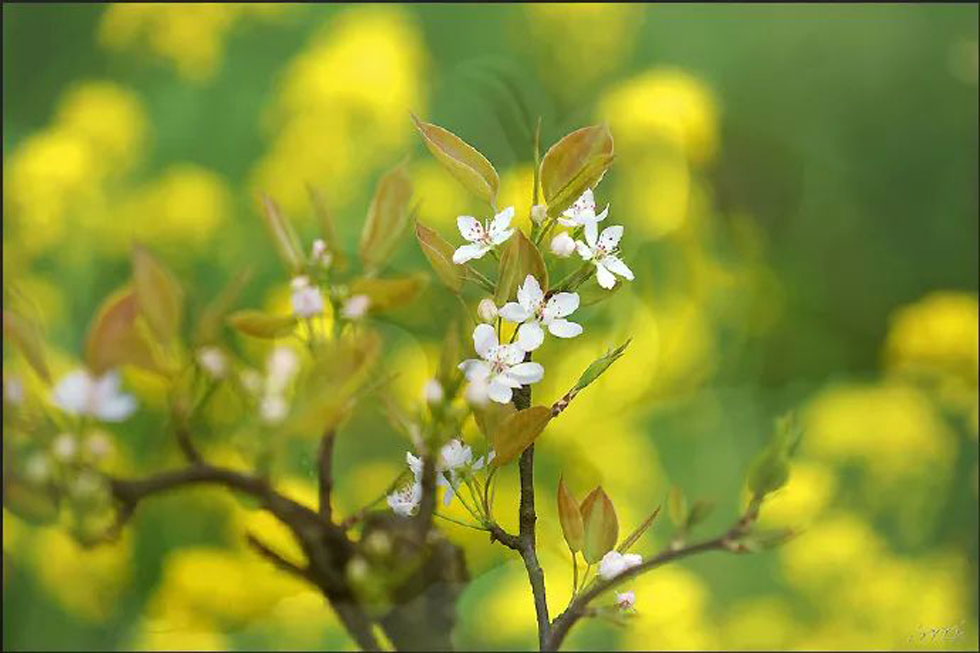 【春天,广西桂林灌阳县向您发出邀请!】我们在灌阳看梨花 - 游山玩水 - 秦皇岛生活社区 - 秦皇岛28生活网 qhd.28life.com