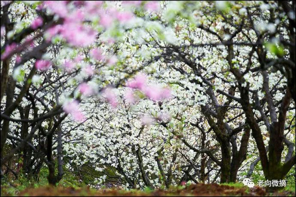 【春天,广西桂林灌阳县向您发出邀请!】我们在灌阳看梨花 - 游山玩水 - 秦皇岛生活社区 - 秦皇岛28生活网 qhd.28life.com