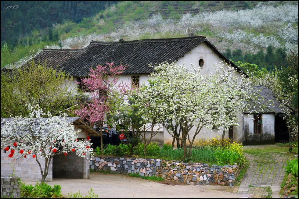 【春天,广西桂林灌阳县向您发出邀请!】我们在灌阳看梨花 - 游山玩水 - 秦皇岛生活社区 - 秦皇岛28生活网 qhd.28life.com