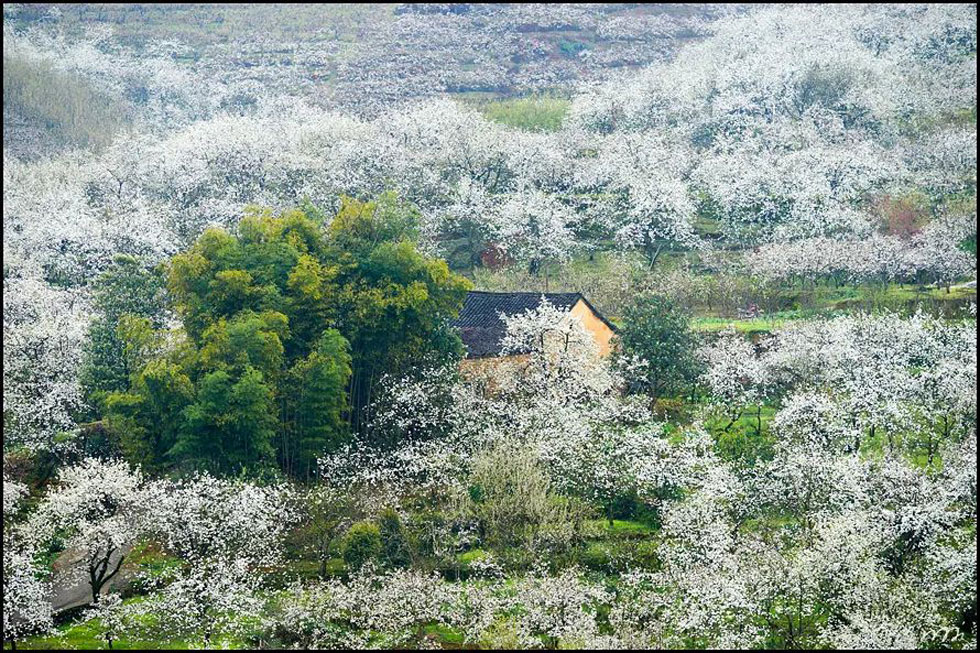 【春天,广西桂林灌阳县向您发出邀请!】我们在灌阳看梨花 - 游山玩水 - 秦皇岛生活社区 - 秦皇岛28生活网 qhd.28life.com