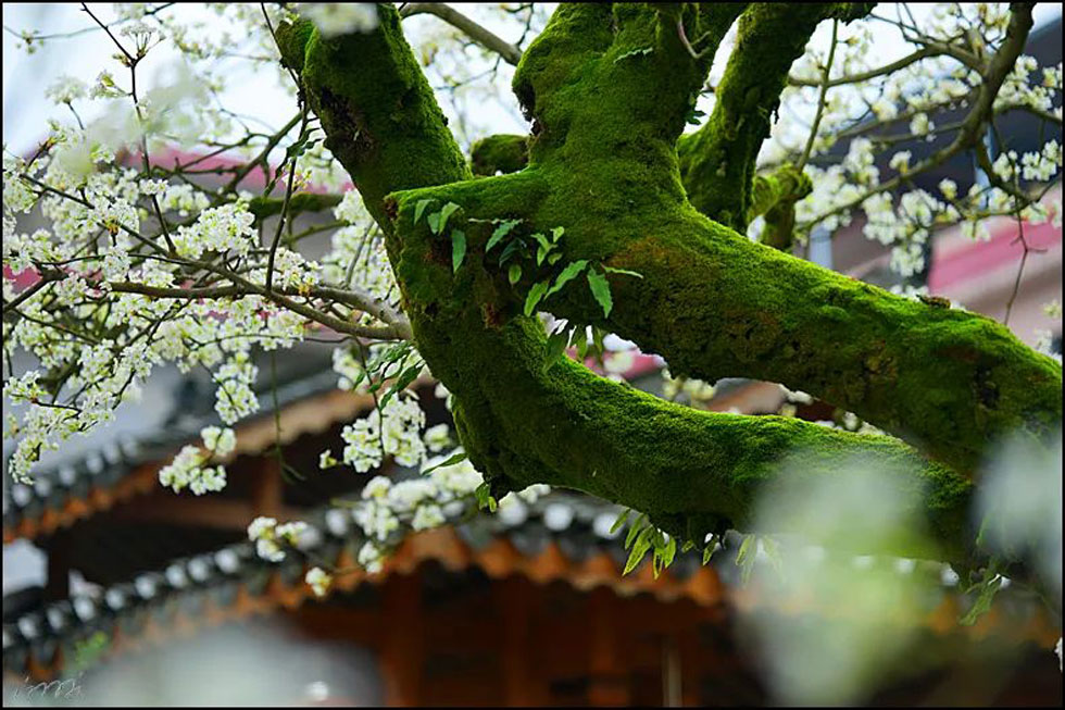 【春天,广西桂林灌阳县向您发出邀请!】我们在灌阳看梨花 - 游山玩水 - 秦皇岛生活社区 - 秦皇岛28生活网 qhd.28life.com