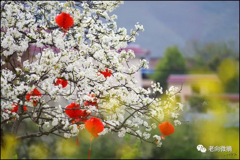 【春天,广西桂林灌阳县向您发出邀请!】我们在灌阳看梨花 - 游山玩水 - 秦皇岛生活社区 - 秦皇岛28生活网 qhd.28life.com