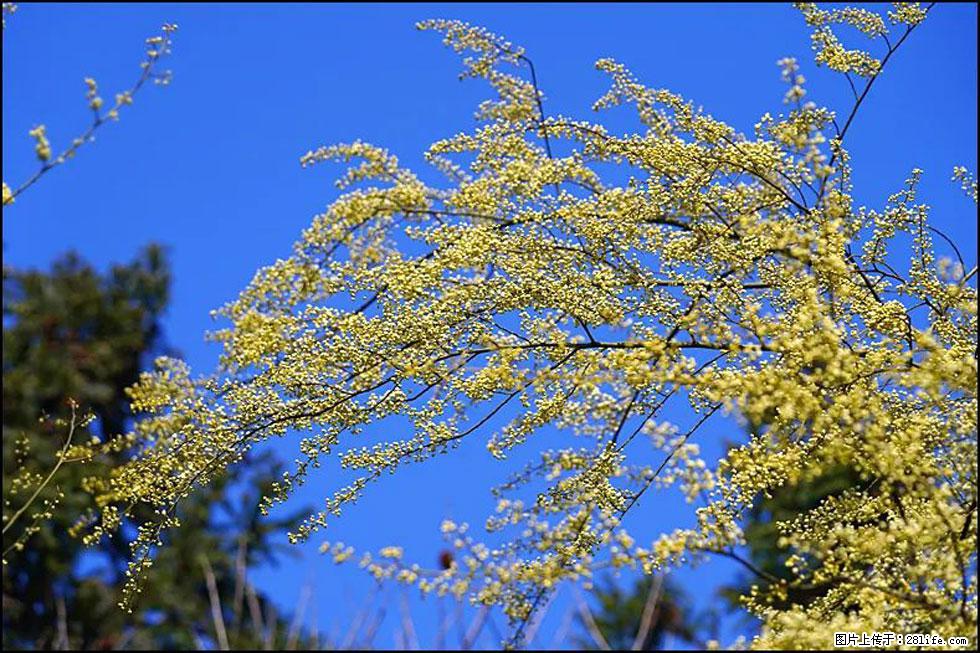 【春天,广西桂林灌阳县向您发出邀请!】米珠山前有片山苍子花在飘香 - 游山玩水 - 秦皇岛生活社区 - 秦皇岛28生活网 qhd.28life.com