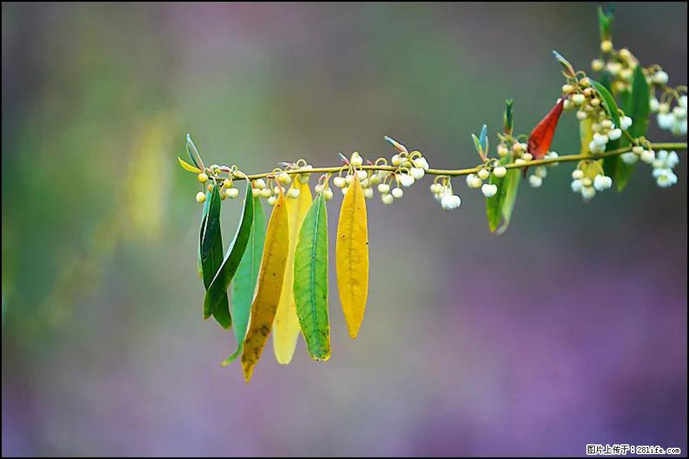 【春天,广西桂林灌阳县向您发出邀请!】米珠山前有片山苍子花在飘香 - 游山玩水 - 秦皇岛生活社区 - 秦皇岛28生活网 qhd.28life.com