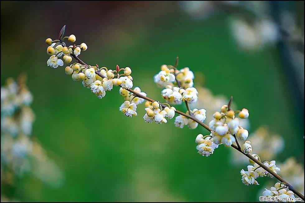 【春天,广西桂林灌阳县向您发出邀请!】米珠山前有片山苍子花在飘香 - 游山玩水 - 秦皇岛生活社区 - 秦皇岛28生活网 qhd.28life.com