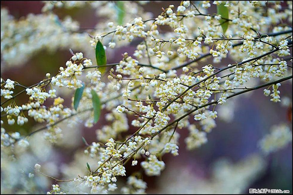 【春天,广西桂林灌阳县向您发出邀请!】米珠山前有片山苍子花在飘香 - 游山玩水 - 秦皇岛生活社区 - 秦皇岛28生活网 qhd.28life.com