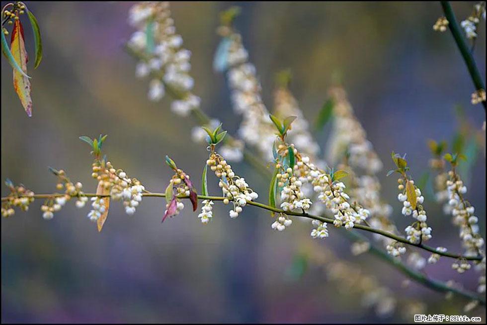【春天,广西桂林灌阳县向您发出邀请!】米珠山前有片山苍子花在飘香 - 游山玩水 - 秦皇岛生活社区 - 秦皇岛28生活网 qhd.28life.com