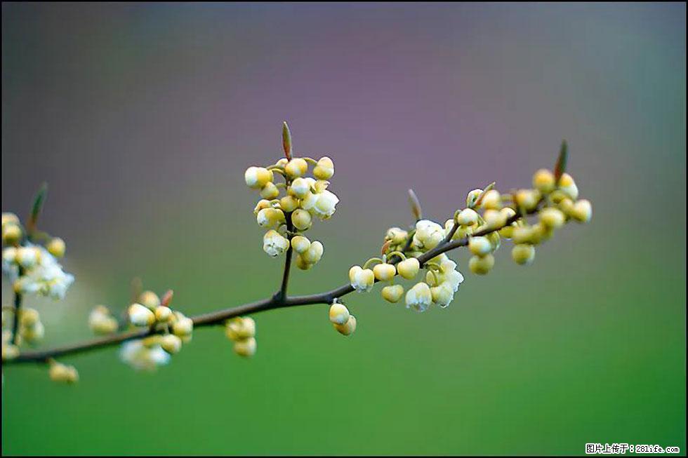 【春天,广西桂林灌阳县向您发出邀请!】米珠山前有片山苍子花在飘香 - 游山玩水 - 秦皇岛生活社区 - 秦皇岛28生活网 qhd.28life.com