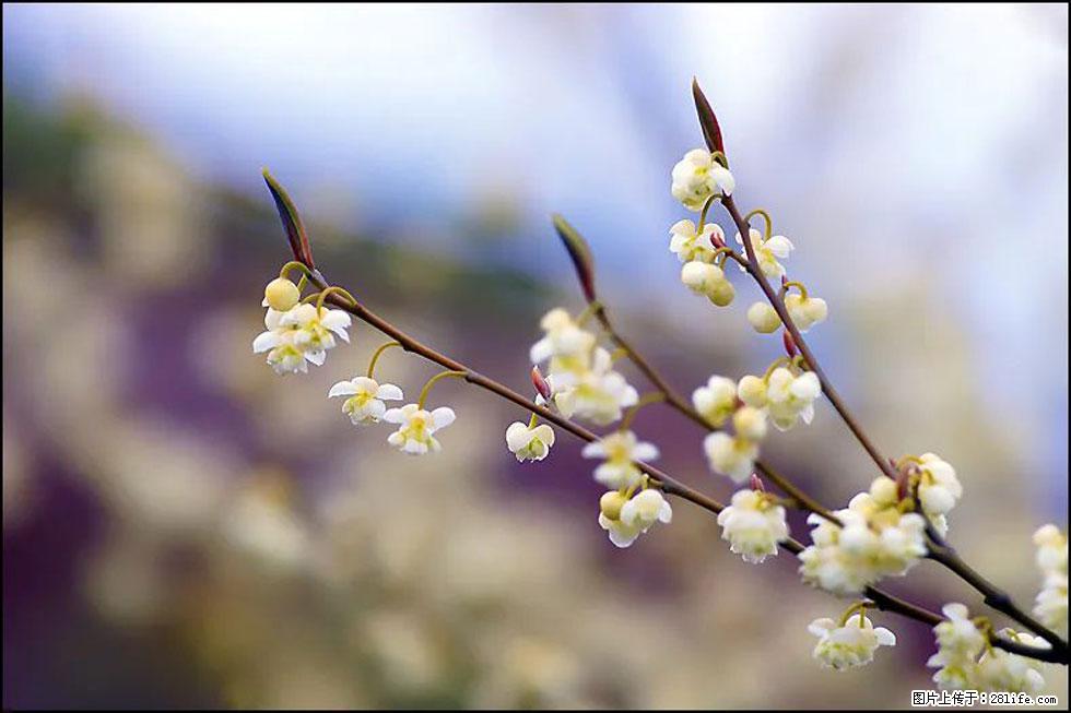 【春天,广西桂林灌阳县向您发出邀请!】米珠山前有片山苍子花在飘香 - 游山玩水 - 秦皇岛生活社区 - 秦皇岛28生活网 qhd.28life.com