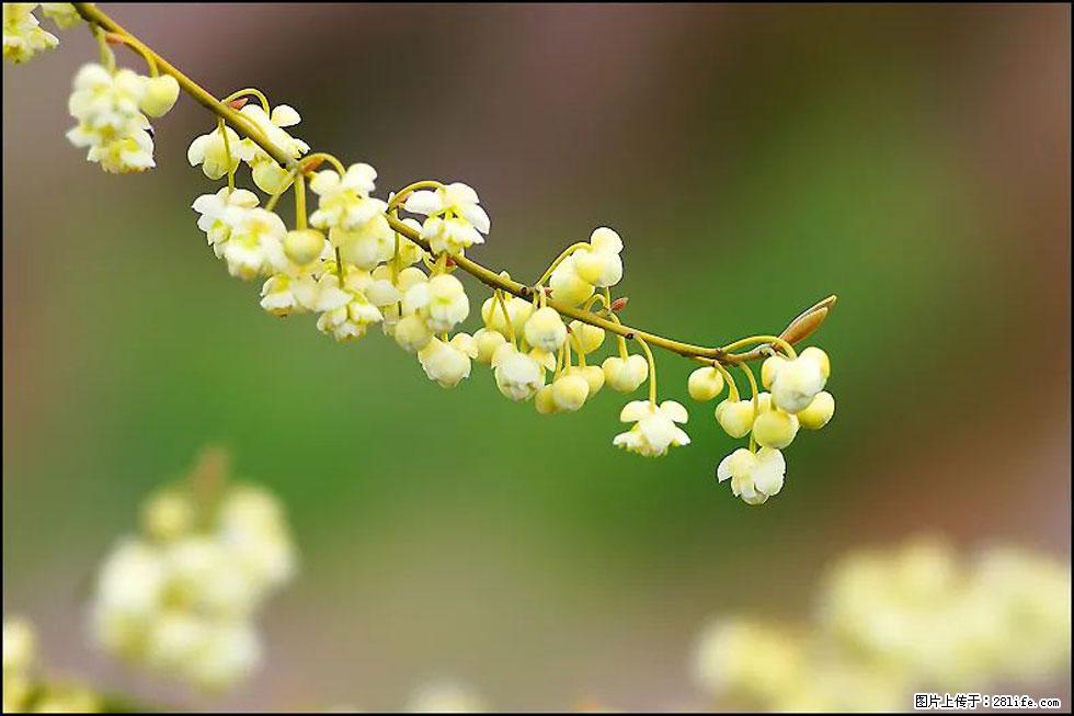 【春天,广西桂林灌阳县向您发出邀请!】米珠山前有片山苍子花在飘香 - 游山玩水 - 秦皇岛生活社区 - 秦皇岛28生活网 qhd.28life.com