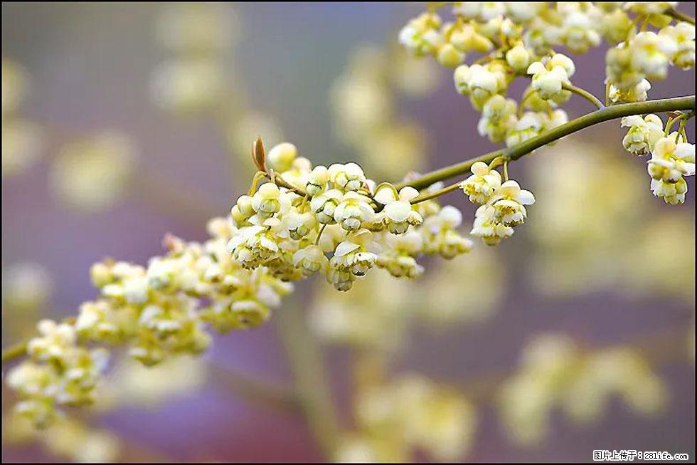 【春天,广西桂林灌阳县向您发出邀请!】米珠山前有片山苍子花在飘香 - 游山玩水 - 秦皇岛生活社区 - 秦皇岛28生活网 qhd.28life.com