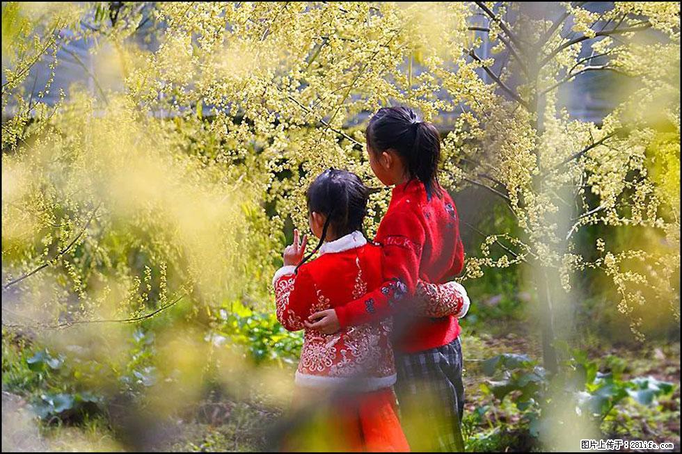 【春天,广西桂林灌阳县向您发出邀请!】米珠山前有片山苍子花在飘香 - 游山玩水 - 秦皇岛生活社区 - 秦皇岛28生活网 qhd.28life.com