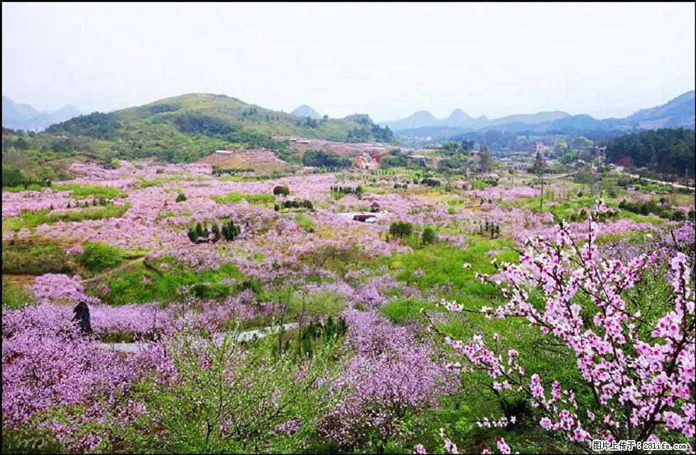 【春天,广西桂林灌阳县向您发出邀请!】官庄村有个醉美的桃花园 - 游山玩水 - 秦皇岛生活社区 - 秦皇岛28生活网 qhd.28life.com