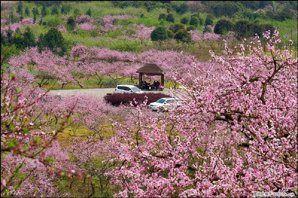 【春天,广西桂林灌阳县向您发出邀请!】官庄村有个醉美的桃花园 - 游山玩水 - 秦皇岛生活社区 - 秦皇岛28生活网 qhd.28life.com