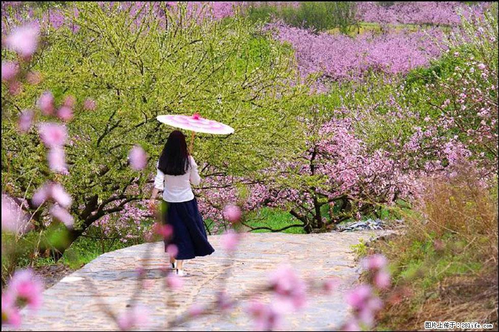 【春天,广西桂林灌阳县向您发出邀请!】官庄村有个醉美的桃花园 - 游山玩水 - 秦皇岛生活社区 - 秦皇岛28生活网 qhd.28life.com