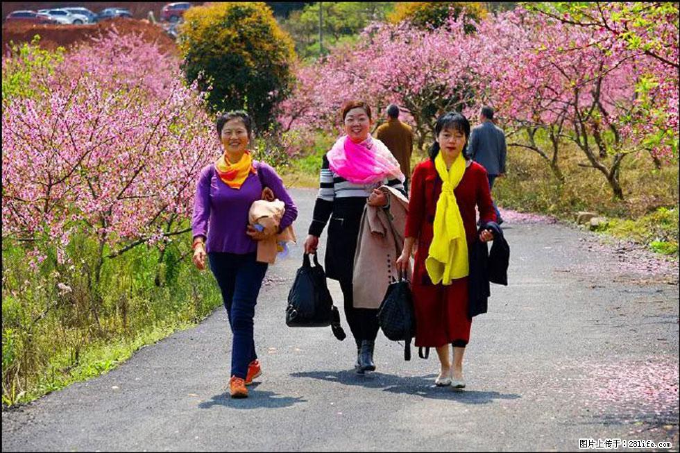 【春天,广西桂林灌阳县向您发出邀请!】官庄村有个醉美的桃花园 - 游山玩水 - 秦皇岛生活社区 - 秦皇岛28生活网 qhd.28life.com