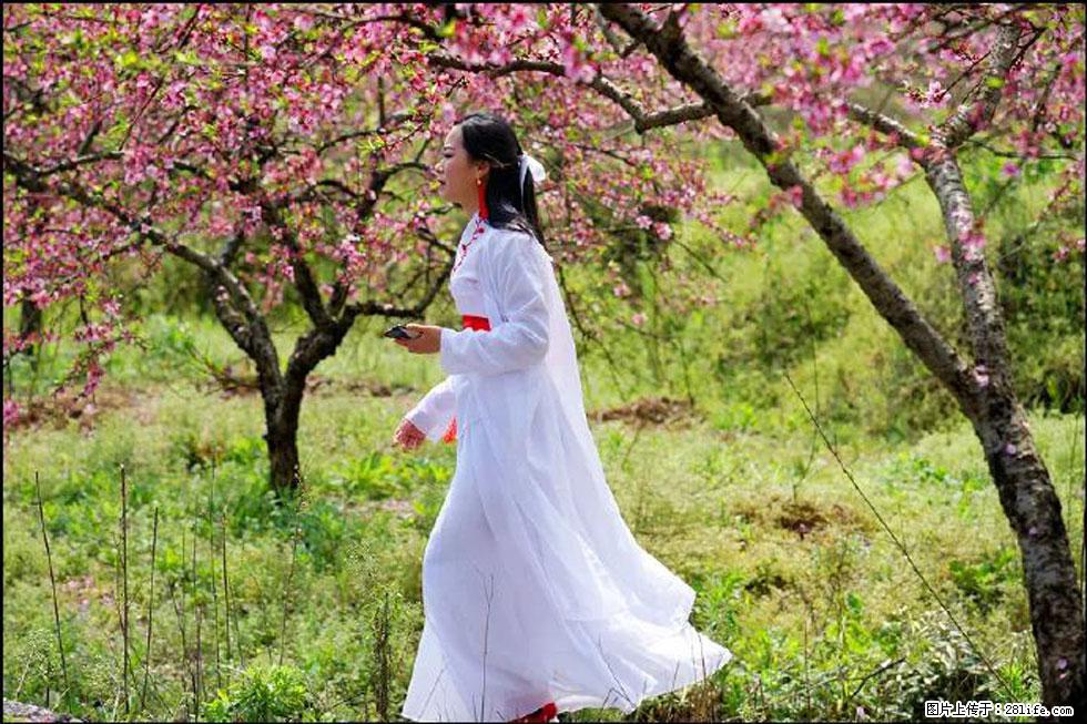 【春天,广西桂林灌阳县向您发出邀请!】官庄村有个醉美的桃花园 - 游山玩水 - 秦皇岛生活社区 - 秦皇岛28生活网 qhd.28life.com