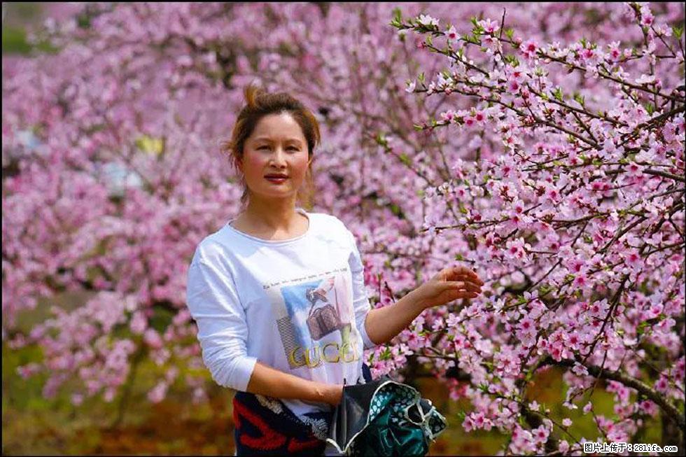 【春天,广西桂林灌阳县向您发出邀请!】官庄村有个醉美的桃花园 - 游山玩水 - 秦皇岛生活社区 - 秦皇岛28生活网 qhd.28life.com