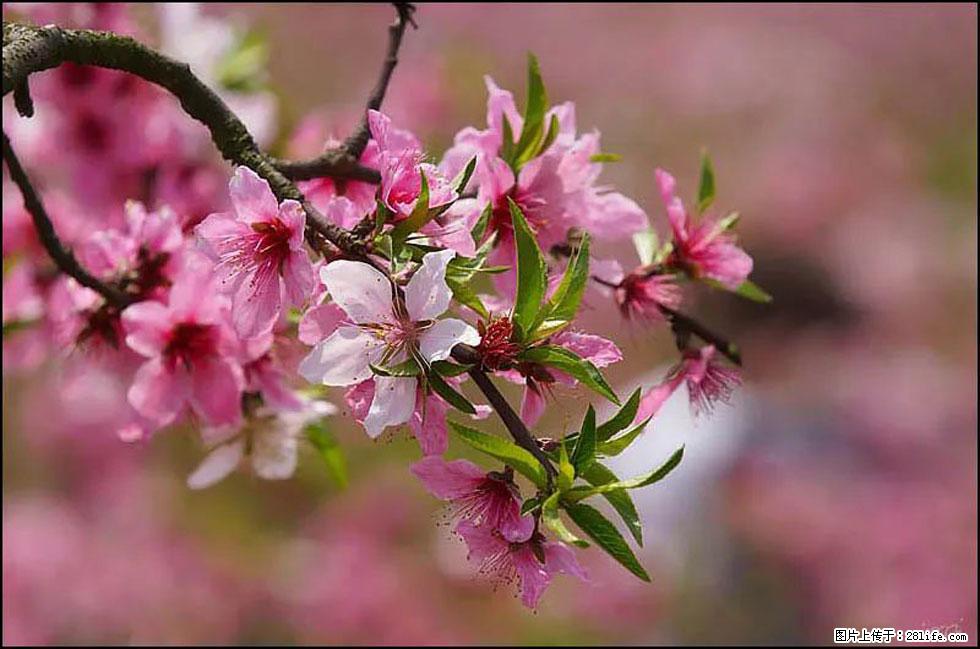 【春天,广西桂林灌阳县向您发出邀请!】官庄村有个醉美的桃花园 - 游山玩水 - 秦皇岛生活社区 - 秦皇岛28生活网 qhd.28life.com