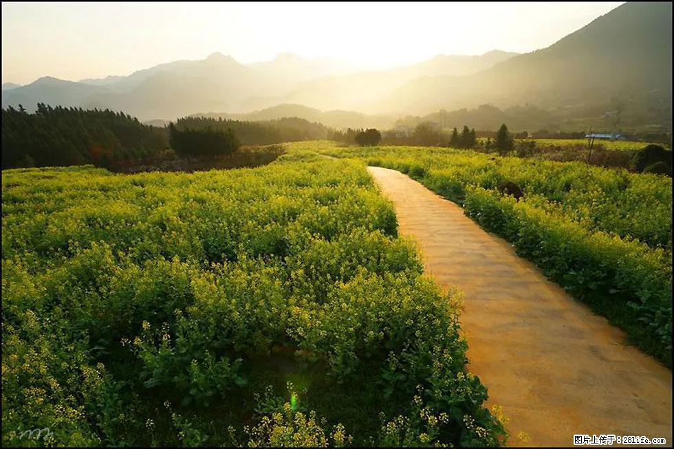 【春天,广西桂林灌阳县向您发出邀请!】长坪村油菜盛情花开 - 游山玩水 - 秦皇岛生活社区 - 秦皇岛28生活网 qhd.28life.com