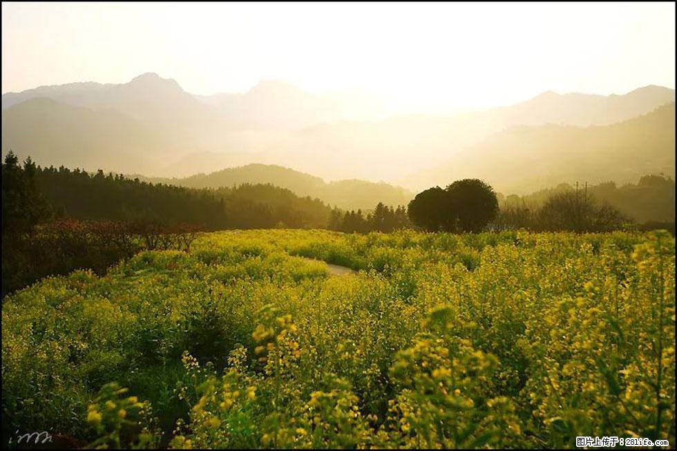 【春天,广西桂林灌阳县向您发出邀请!】长坪村油菜盛情花开 - 游山玩水 - 秦皇岛生活社区 - 秦皇岛28生活网 qhd.28life.com