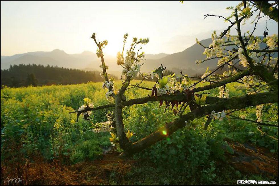 【春天,广西桂林灌阳县向您发出邀请!】长坪村油菜盛情花开 - 游山玩水 - 秦皇岛生活社区 - 秦皇岛28生活网 qhd.28life.com