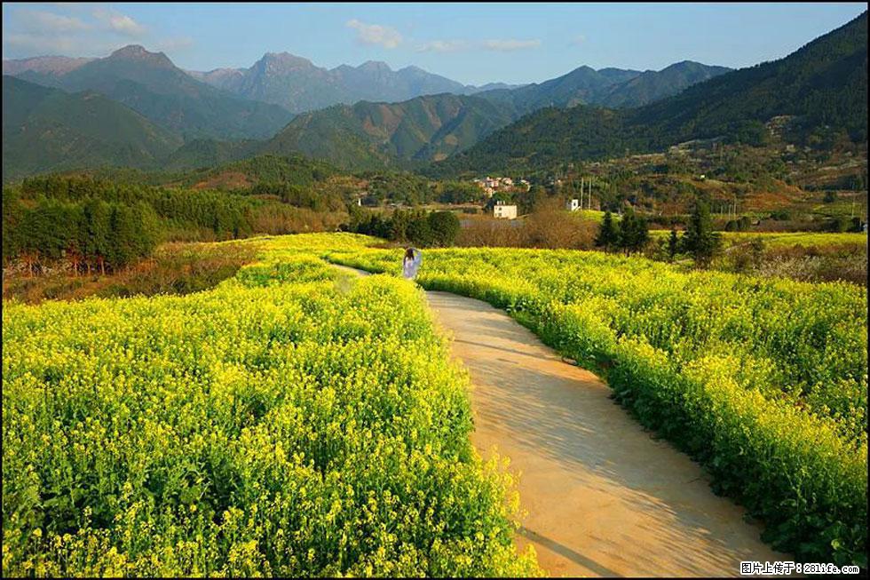 【春天,广西桂林灌阳县向您发出邀请!】长坪村油菜盛情花开 - 游山玩水 - 秦皇岛生活社区 - 秦皇岛28生活网 qhd.28life.com