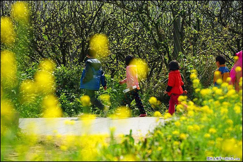 【春天,广西桂林灌阳县向您发出邀请!】长坪村油菜盛情花开 - 游山玩水 - 秦皇岛生活社区 - 秦皇岛28生活网 qhd.28life.com