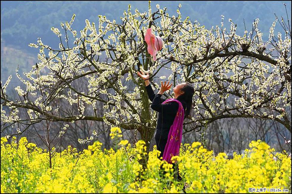 【春天,广西桂林灌阳县向您发出邀请!】长坪村油菜盛情花开 - 游山玩水 - 秦皇岛生活社区 - 秦皇岛28生活网 qhd.28life.com