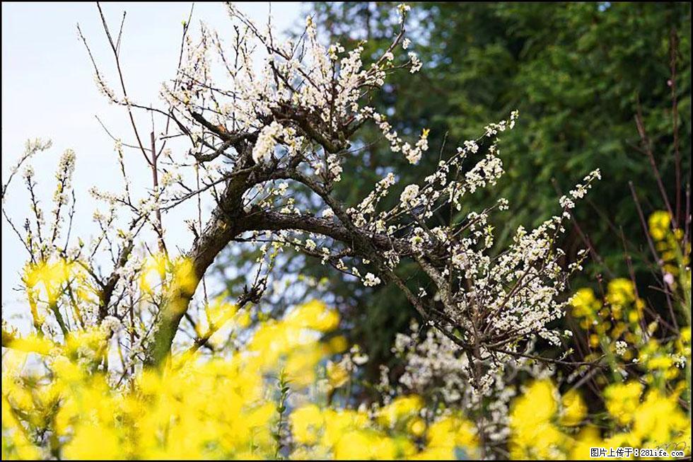 【春天,广西桂林灌阳县向您发出邀请!】长坪村油菜盛情花开 - 游山玩水 - 秦皇岛生活社区 - 秦皇岛28生活网 qhd.28life.com
