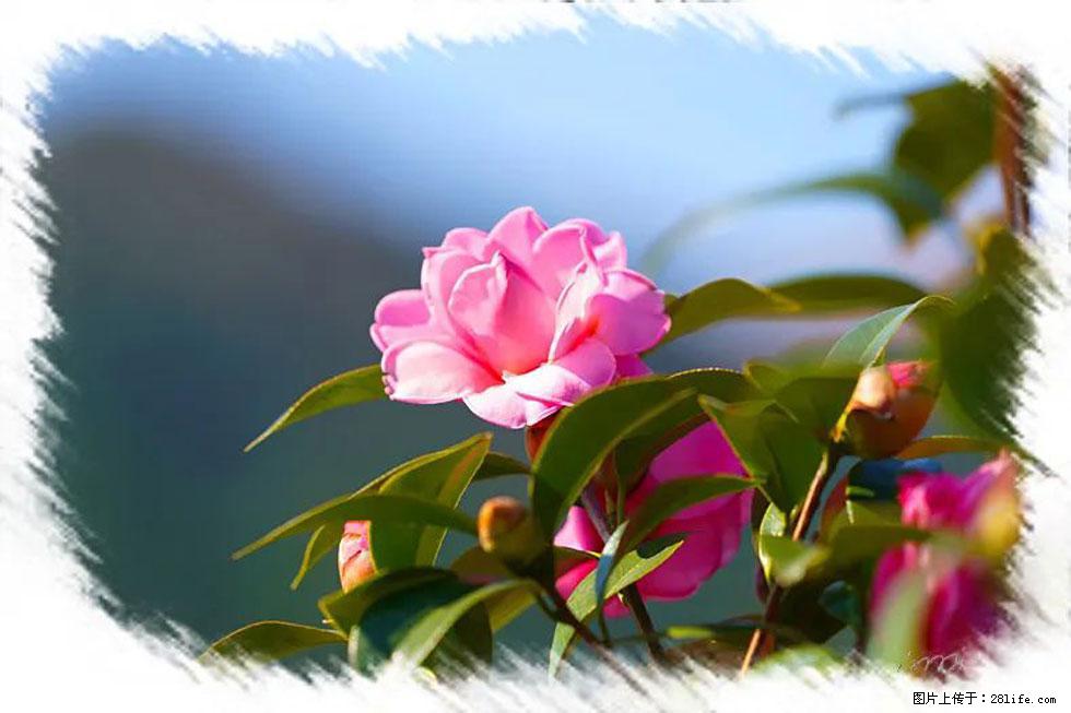 【春天,广西桂林灌阳县向您发出邀请!】杨柳井茶花惹人爱 - 游山玩水 - 秦皇岛生活社区 - 秦皇岛28生活网 qhd.28life.com