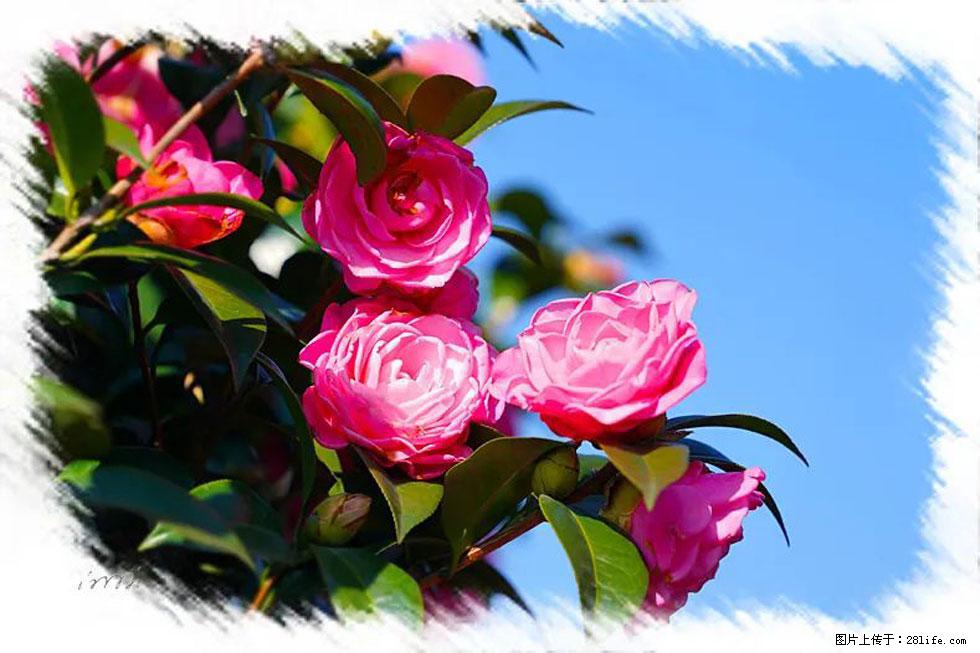 【春天,广西桂林灌阳县向您发出邀请!】杨柳井茶花惹人爱 - 游山玩水 - 秦皇岛生活社区 - 秦皇岛28生活网 qhd.28life.com