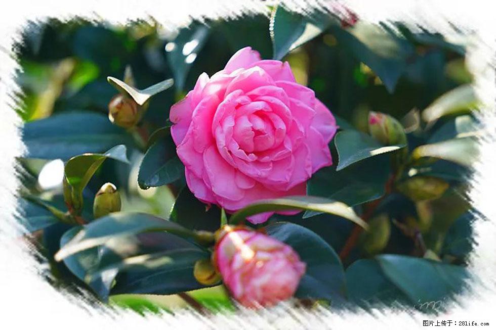 【春天,广西桂林灌阳县向您发出邀请!】杨柳井茶花惹人爱 - 游山玩水 - 秦皇岛生活社区 - 秦皇岛28生活网 qhd.28life.com