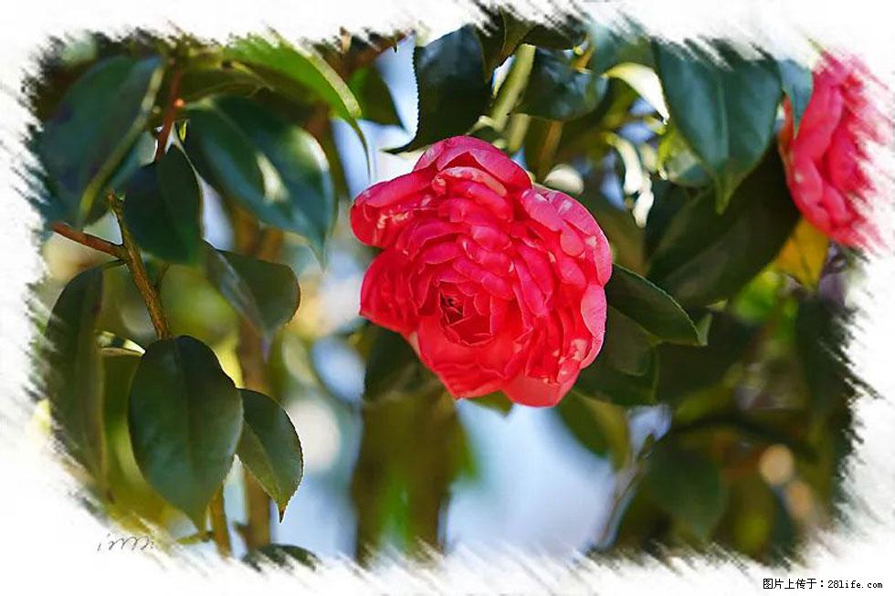 【春天,广西桂林灌阳县向您发出邀请!】杨柳井茶花惹人爱 - 游山玩水 - 秦皇岛生活社区 - 秦皇岛28生活网 qhd.28life.com