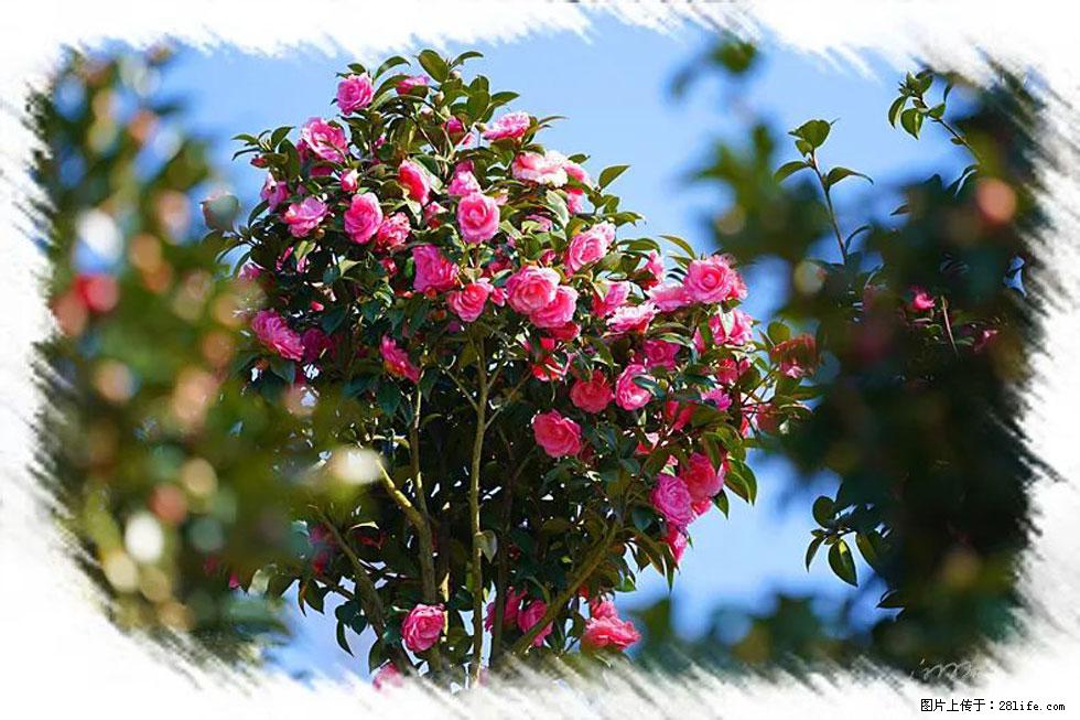 【春天,广西桂林灌阳县向您发出邀请!】杨柳井茶花惹人爱 - 游山玩水 - 秦皇岛生活社区 - 秦皇岛28生活网 qhd.28life.com