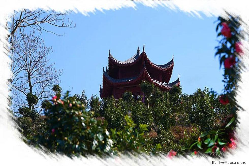 【春天,广西桂林灌阳县向您发出邀请!】杨柳井茶花惹人爱 - 游山玩水 - 秦皇岛生活社区 - 秦皇岛28生活网 qhd.28life.com