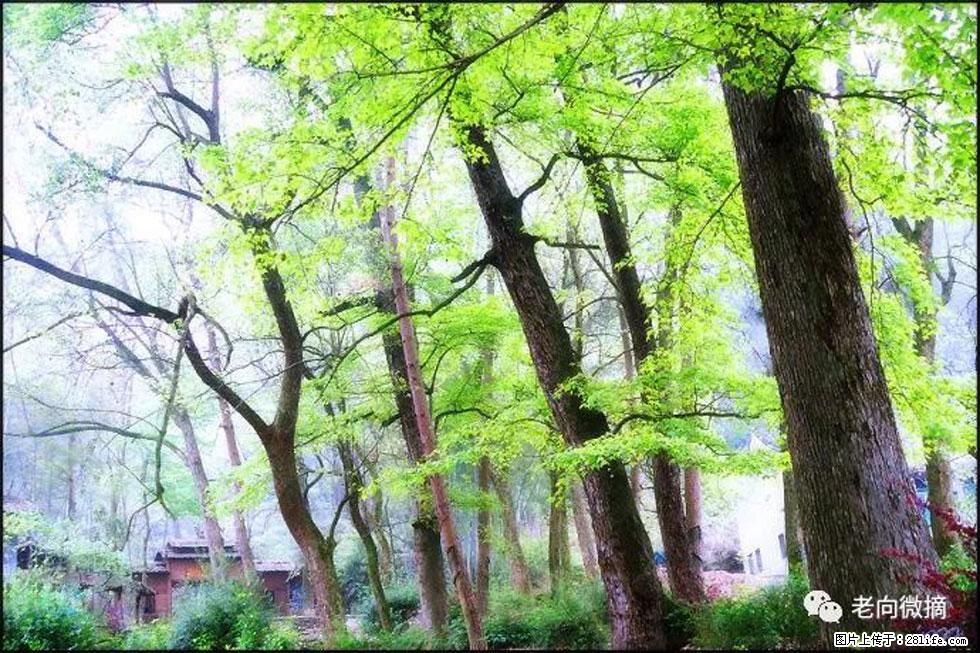 【春天,广西桂林灌阳县向您发出邀请!】在小龙村与春天约会 - 游山玩水 - 秦皇岛生活社区 - 秦皇岛28生活网 qhd.28life.com