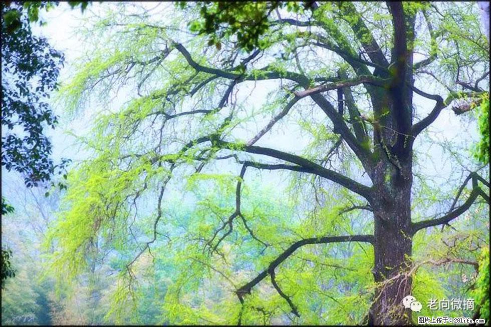 【春天,广西桂林灌阳县向您发出邀请!】在小龙村与春天约会 - 游山玩水 - 秦皇岛生活社区 - 秦皇岛28生活网 qhd.28life.com