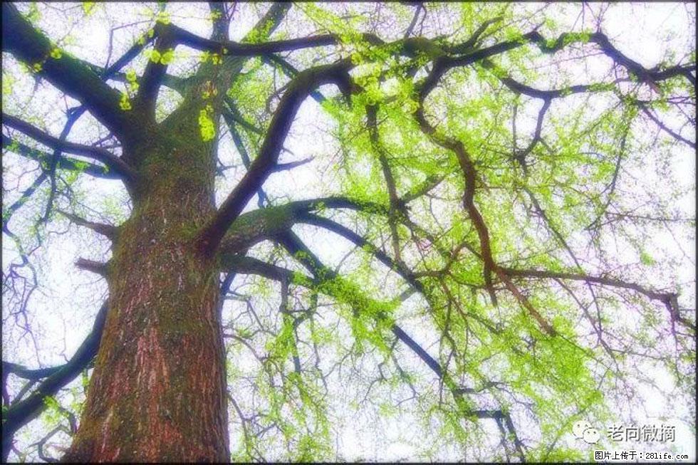 【春天,广西桂林灌阳县向您发出邀请!】在小龙村与春天约会 - 游山玩水 - 秦皇岛生活社区 - 秦皇岛28生活网 qhd.28life.com