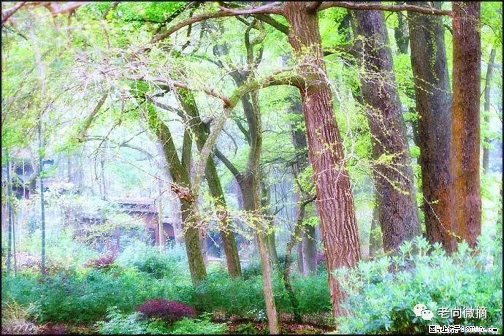 【春天,广西桂林灌阳县向您发出邀请!】在小龙村与春天约会 - 游山玩水 - 秦皇岛生活社区 - 秦皇岛28生活网 qhd.28life.com