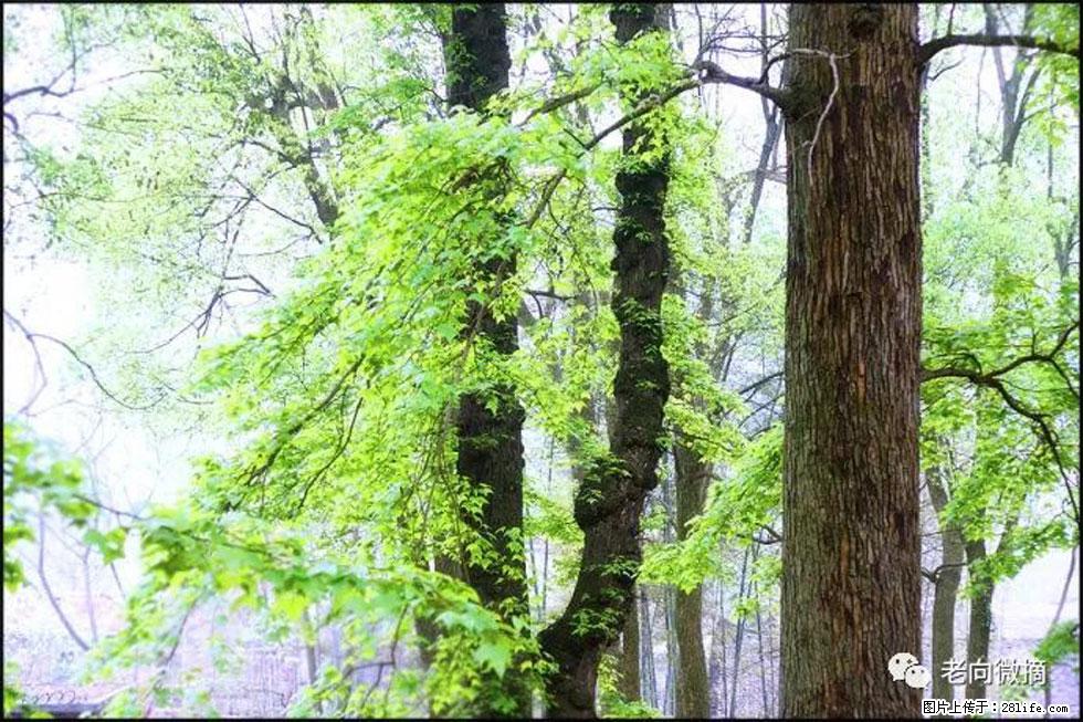 【春天,广西桂林灌阳县向您发出邀请!】在小龙村与春天约会 - 游山玩水 - 秦皇岛生活社区 - 秦皇岛28生活网 qhd.28life.com