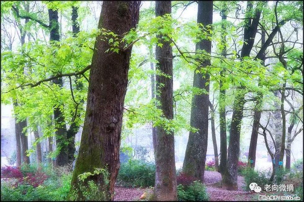 【春天,广西桂林灌阳县向您发出邀请!】在小龙村与春天约会 - 游山玩水 - 秦皇岛生活社区 - 秦皇岛28生活网 qhd.28life.com