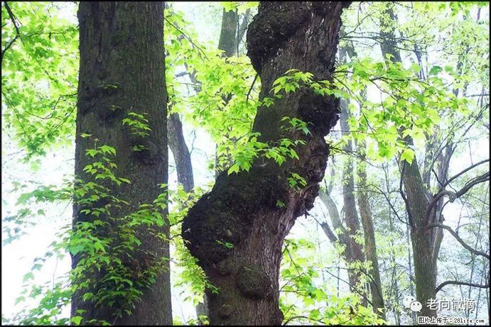 【春天,广西桂林灌阳县向您发出邀请!】在小龙村与春天约会 - 游山玩水 - 秦皇岛生活社区 - 秦皇岛28生活网 qhd.28life.com