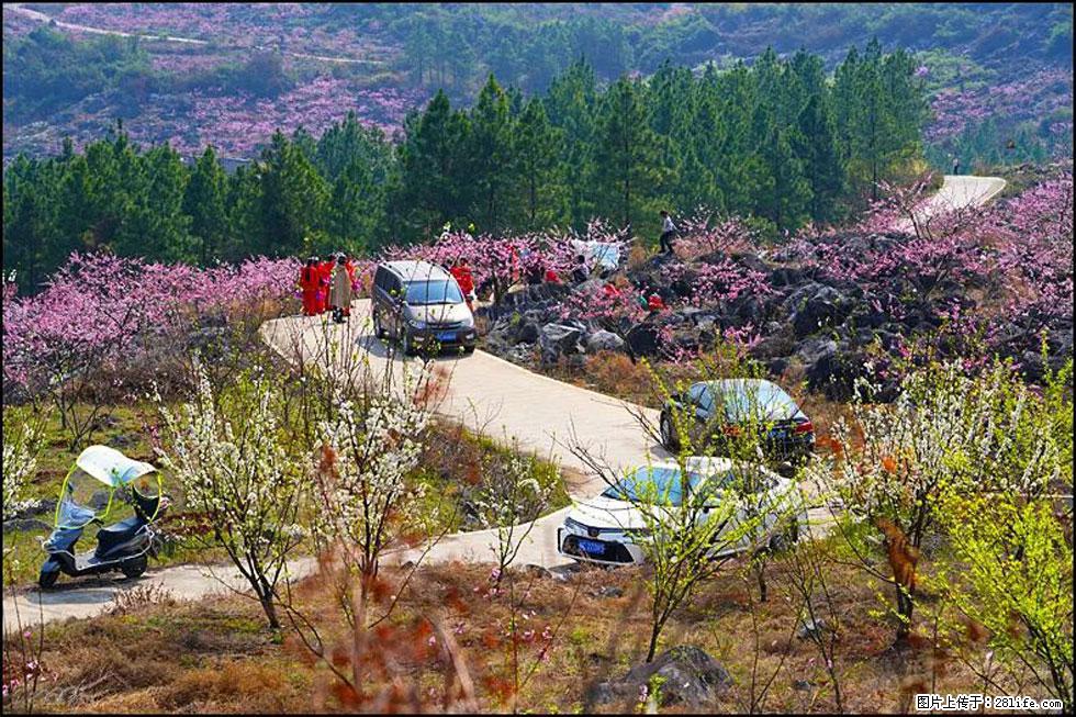【春天,广西桂林灌阳县向您发出邀请!】望月岭上桃花开 - 游山玩水 - 秦皇岛生活社区 - 秦皇岛28生活网 qhd.28life.com