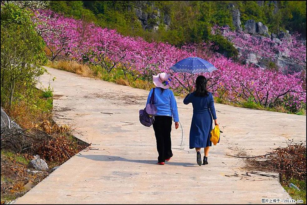 【春天,广西桂林灌阳县向您发出邀请!】望月岭上桃花开 - 游山玩水 - 秦皇岛生活社区 - 秦皇岛28生活网 qhd.28life.com