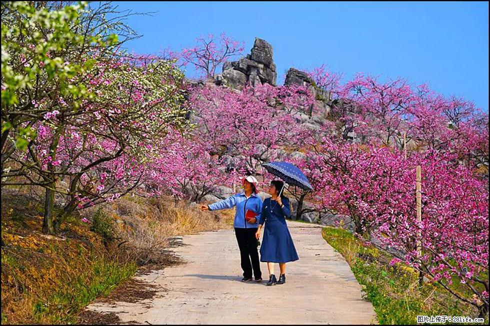 【春天,广西桂林灌阳县向您发出邀请!】望月岭上桃花开 - 游山玩水 - 秦皇岛生活社区 - 秦皇岛28生活网 qhd.28life.com
