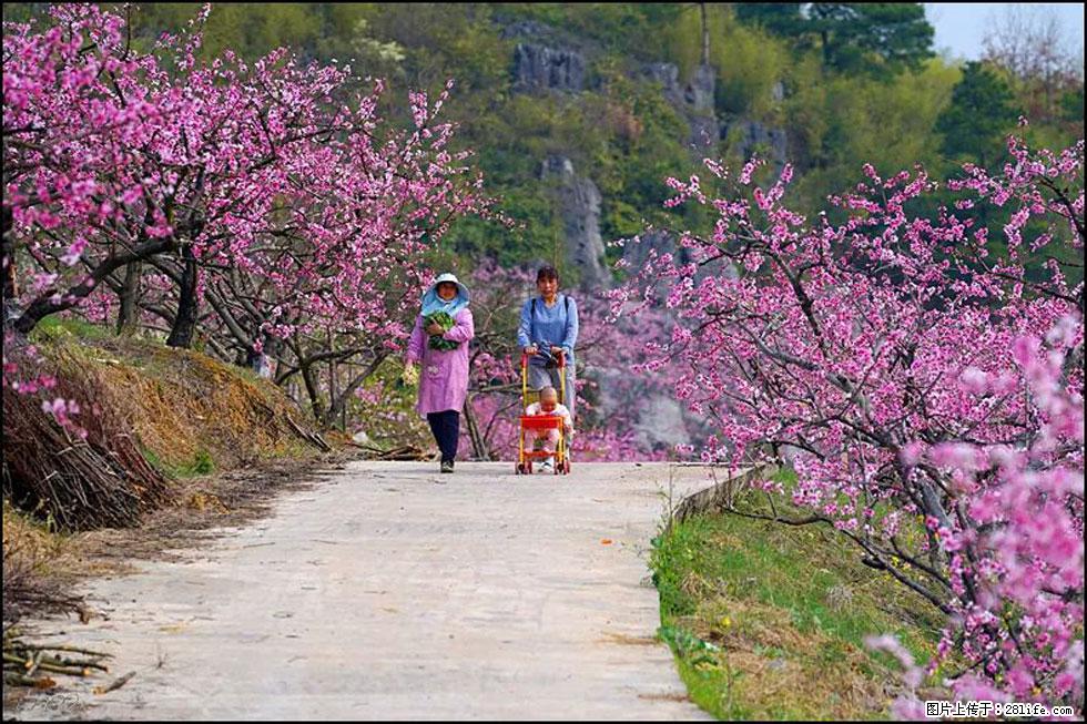 【春天,广西桂林灌阳县向您发出邀请!】望月岭上桃花开 - 游山玩水 - 秦皇岛生活社区 - 秦皇岛28生活网 qhd.28life.com