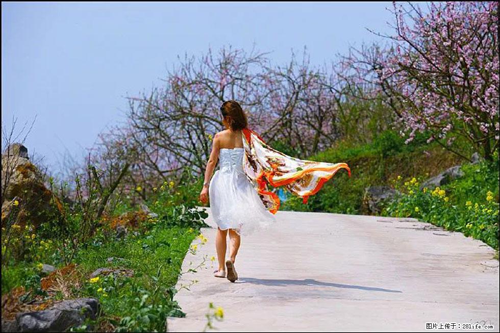 【春天,广西桂林灌阳县向您发出邀请!】望月岭上桃花开 - 游山玩水 - 秦皇岛生活社区 - 秦皇岛28生活网 qhd.28life.com